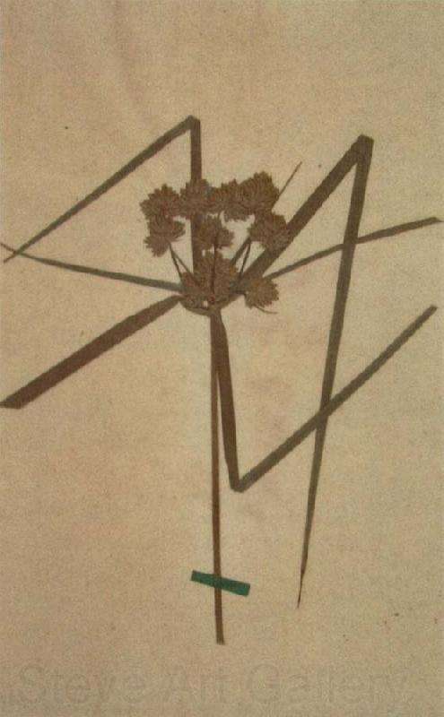 Johann Wolfgang von Goethe Herbarium sheet Spain oil painting art